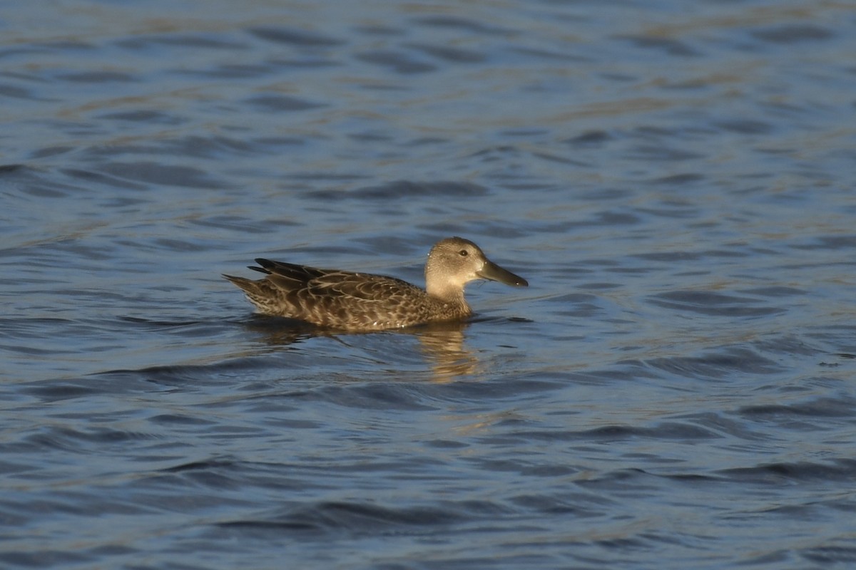 Cinnamon Teal - ML607008651