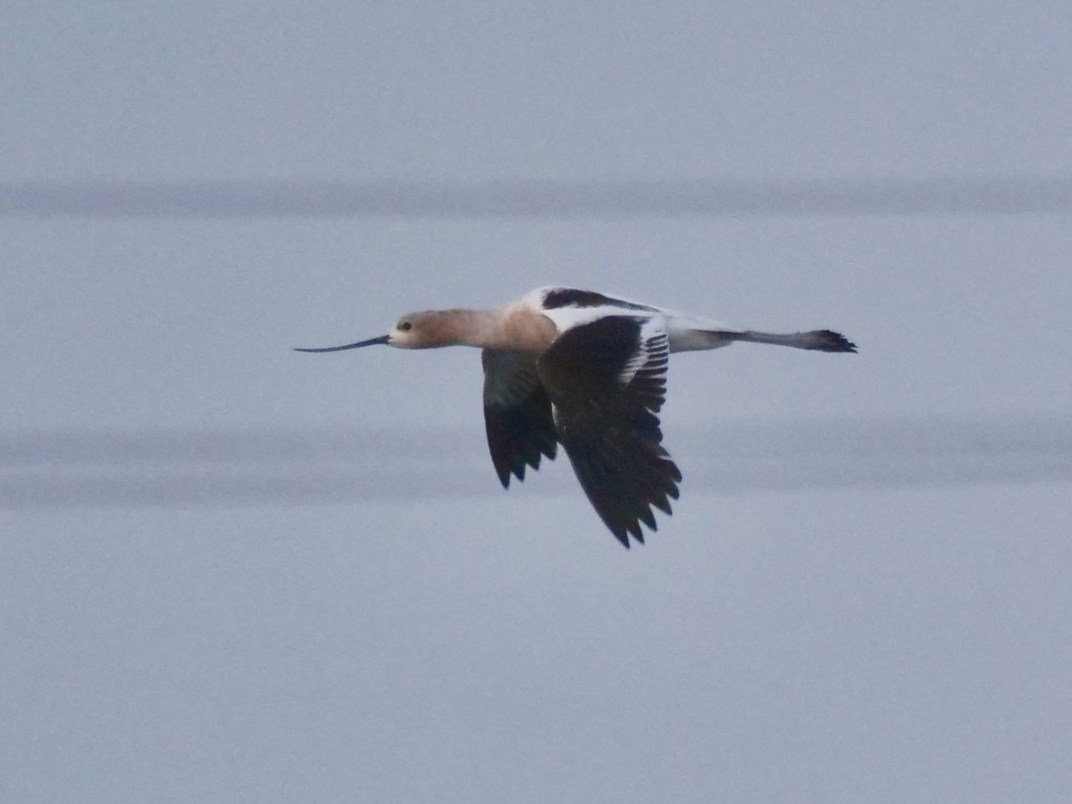 American Avocet - Jeff Osborne