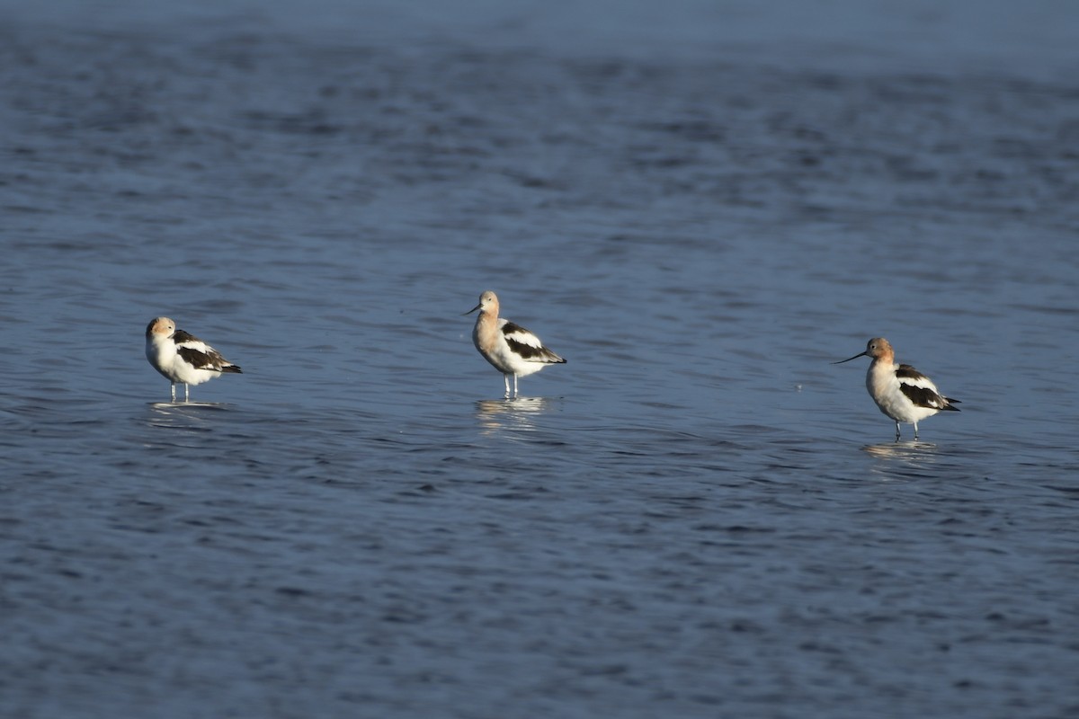 Avocette d'Amérique - ML607008751