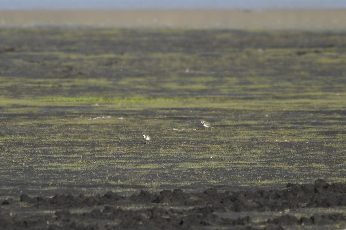 Semipalmated Plover - ML607008811