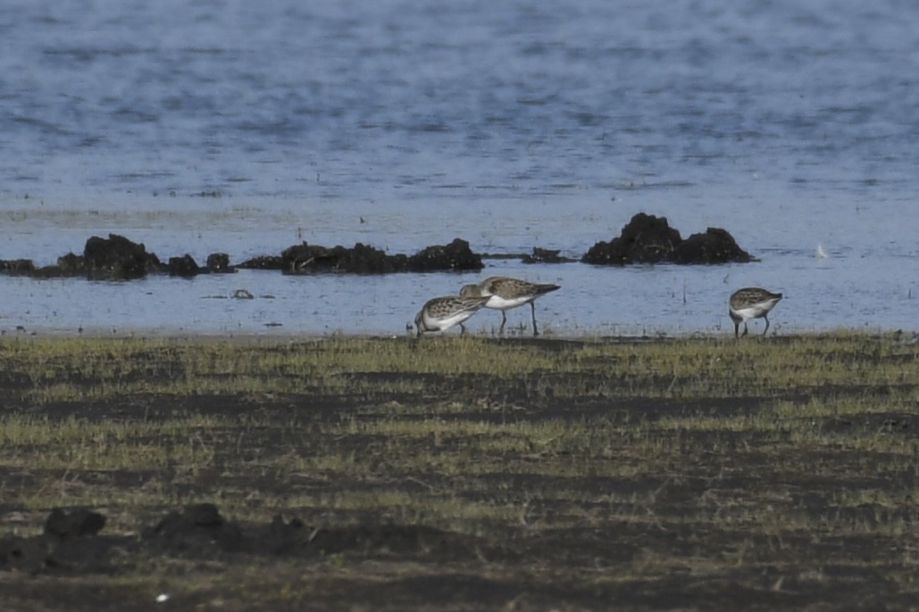 Baird's Sandpiper - ML607008851