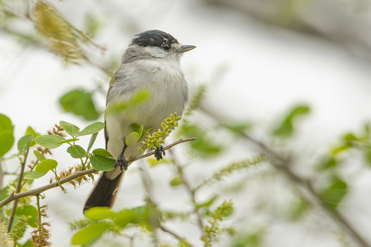 White-naped Xenopsaris - ML607008911