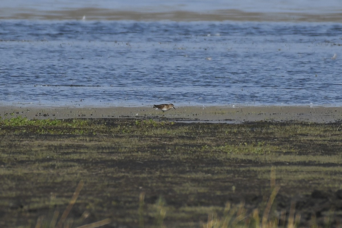 Least Sandpiper - ML607008951