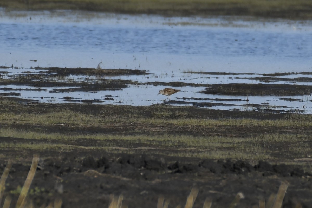 Least Sandpiper - ML607008961