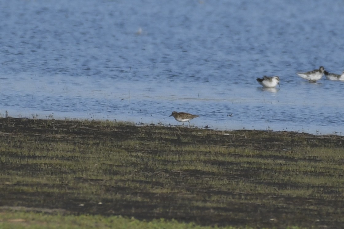 Least Sandpiper - ML607008971