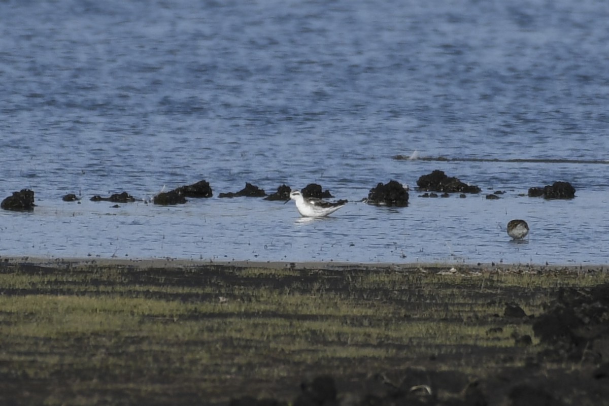 Phalarope à bec étroit - ML607009021