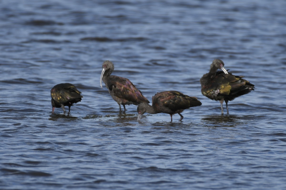 White-faced Ibis - ML607009121