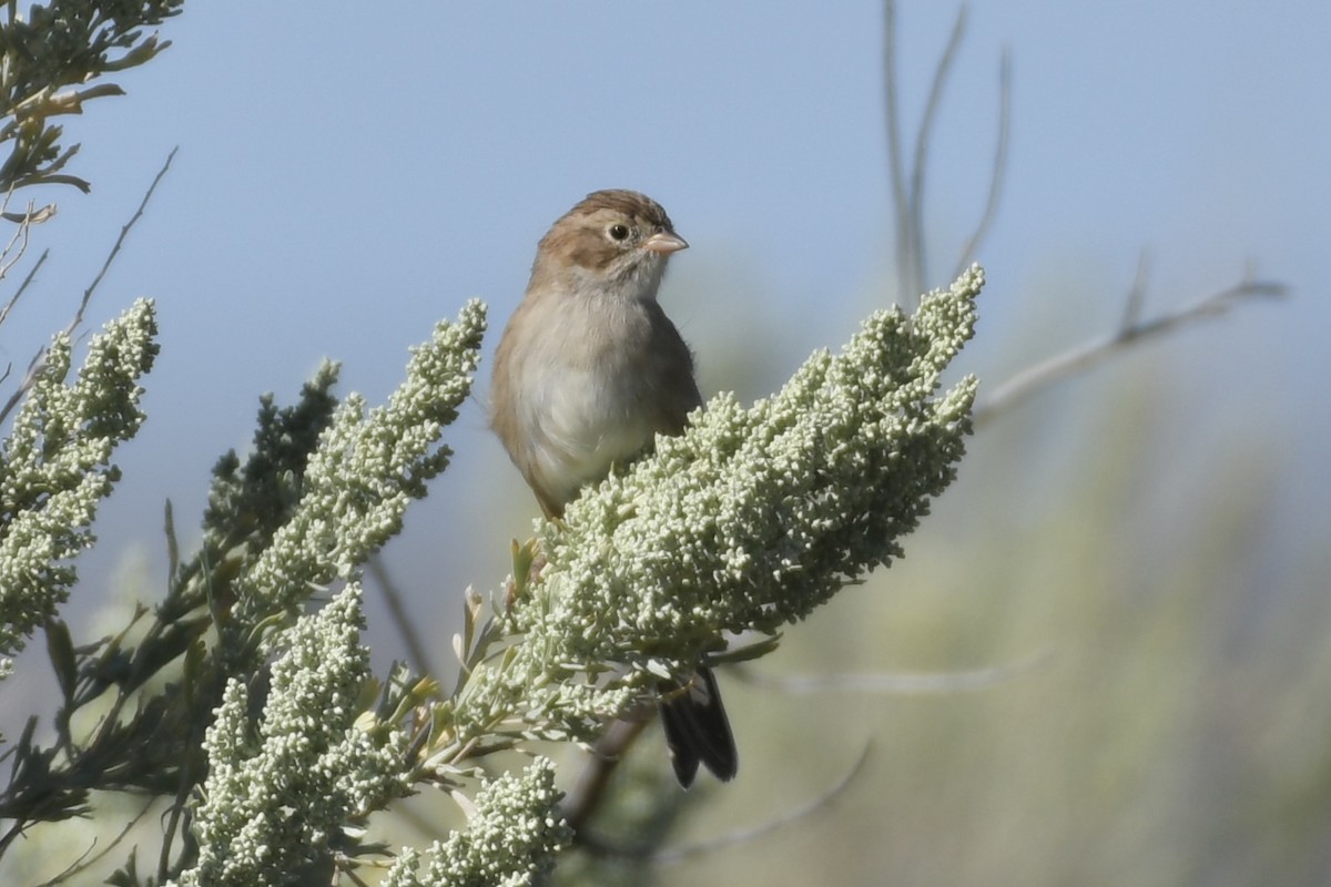 Brewer's Sparrow - ML607009291