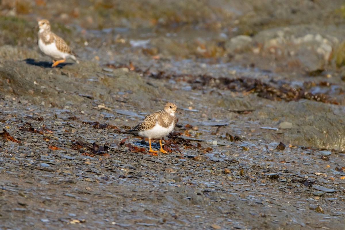 Ruddy Turnstone - ML607010171