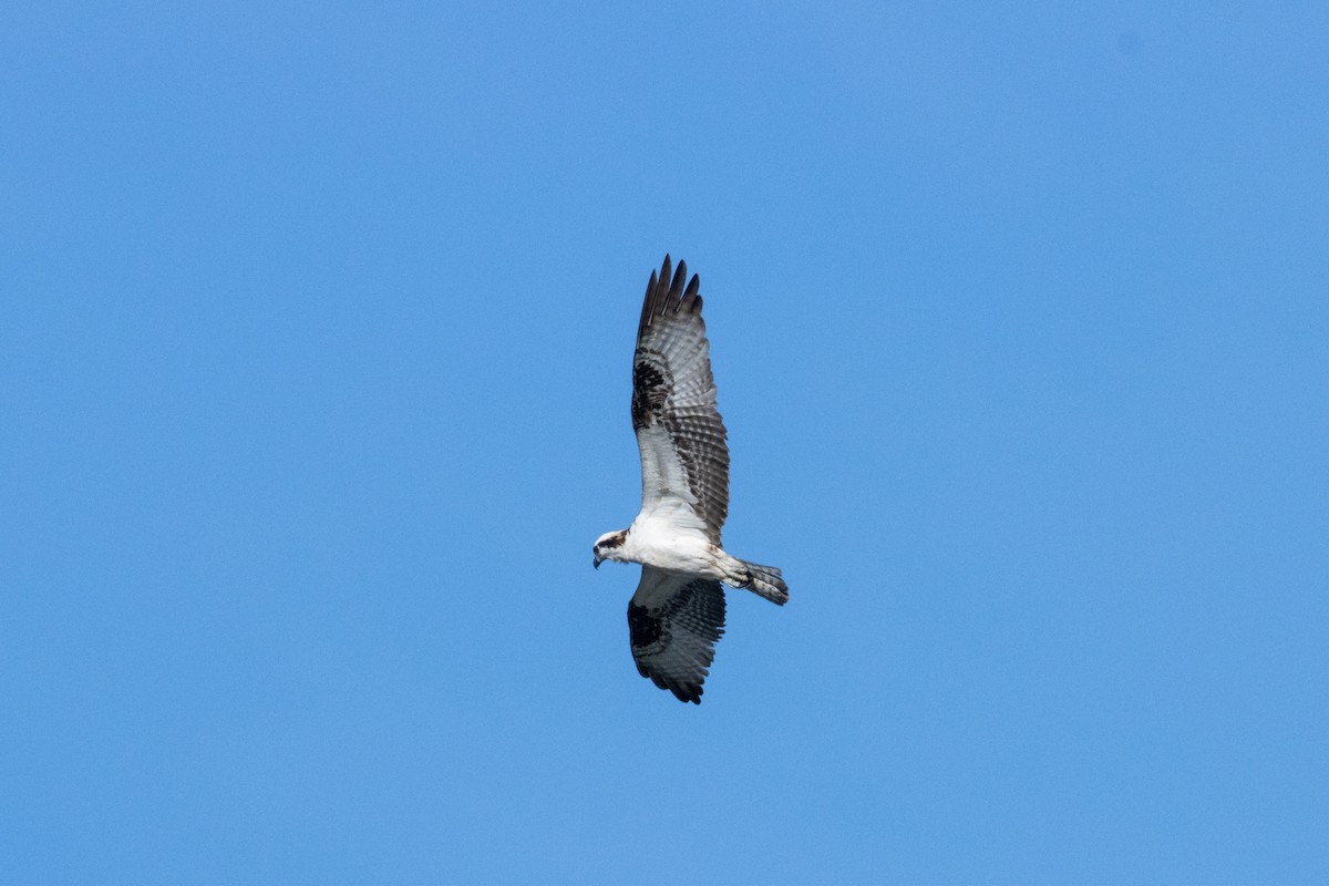 Osprey - ML607011131