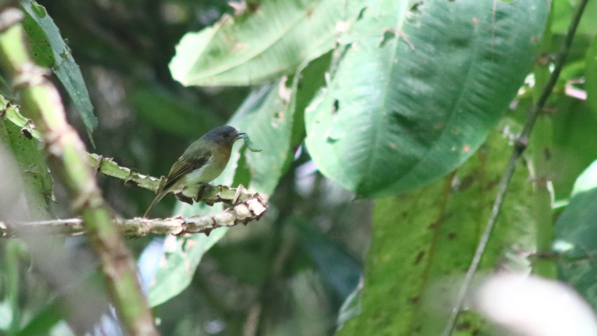 Rufous-breasted Flycatcher - ML607011951