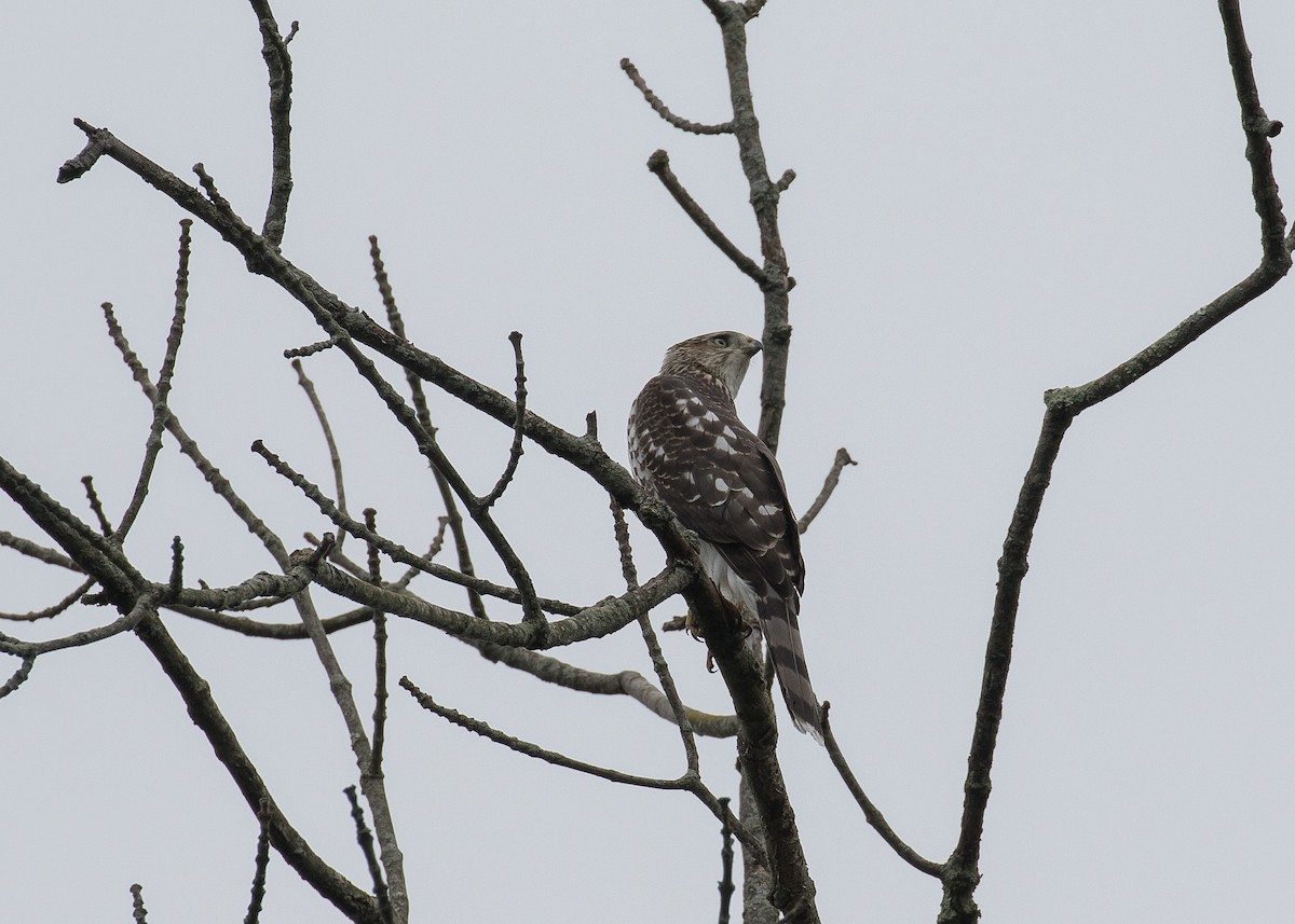 Cooper's Hawk - Evan Coates