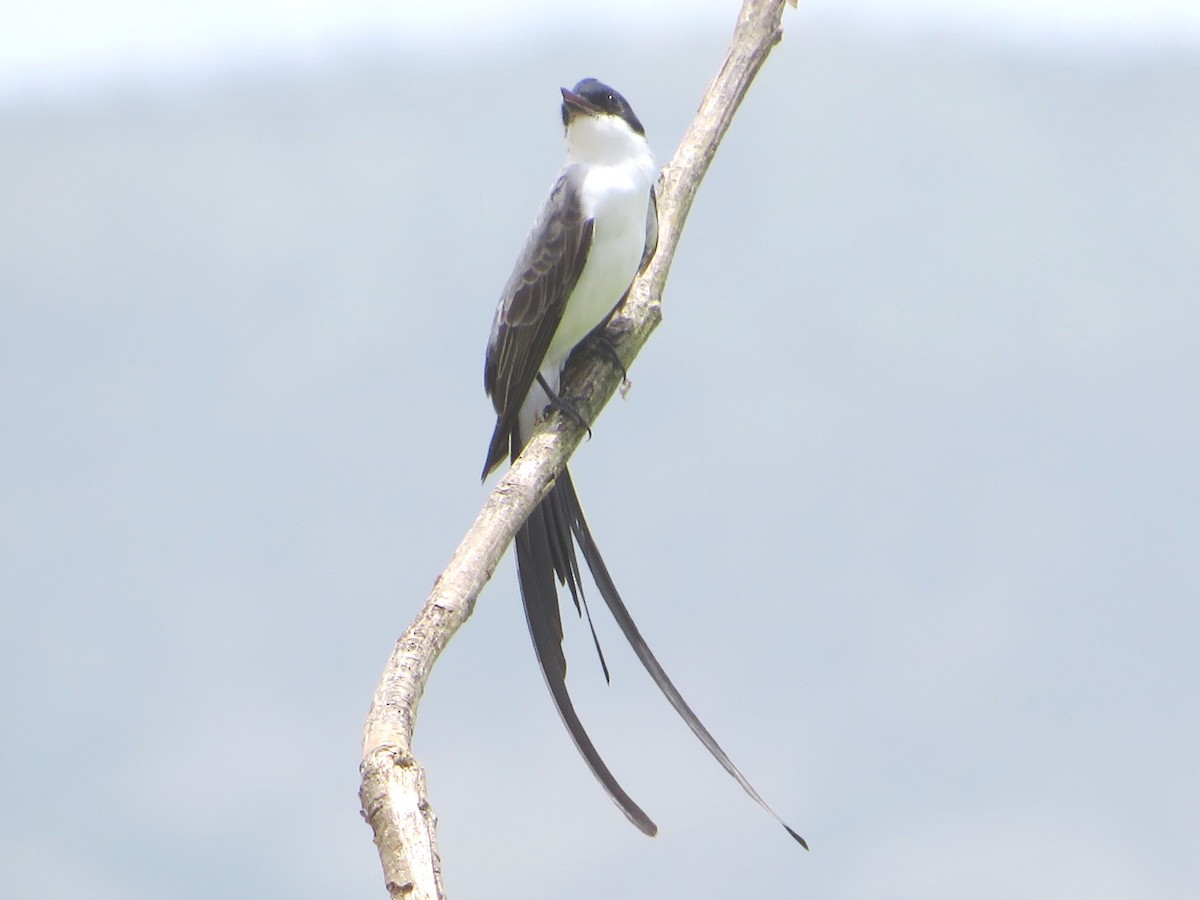 Fork-tailed Flycatcher - Alfredo Correa