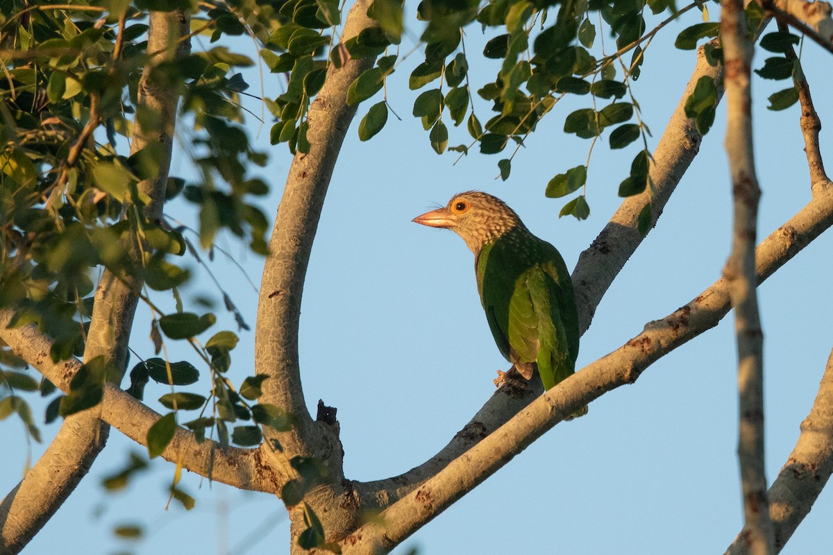 Lineated Barbet - ML607014541