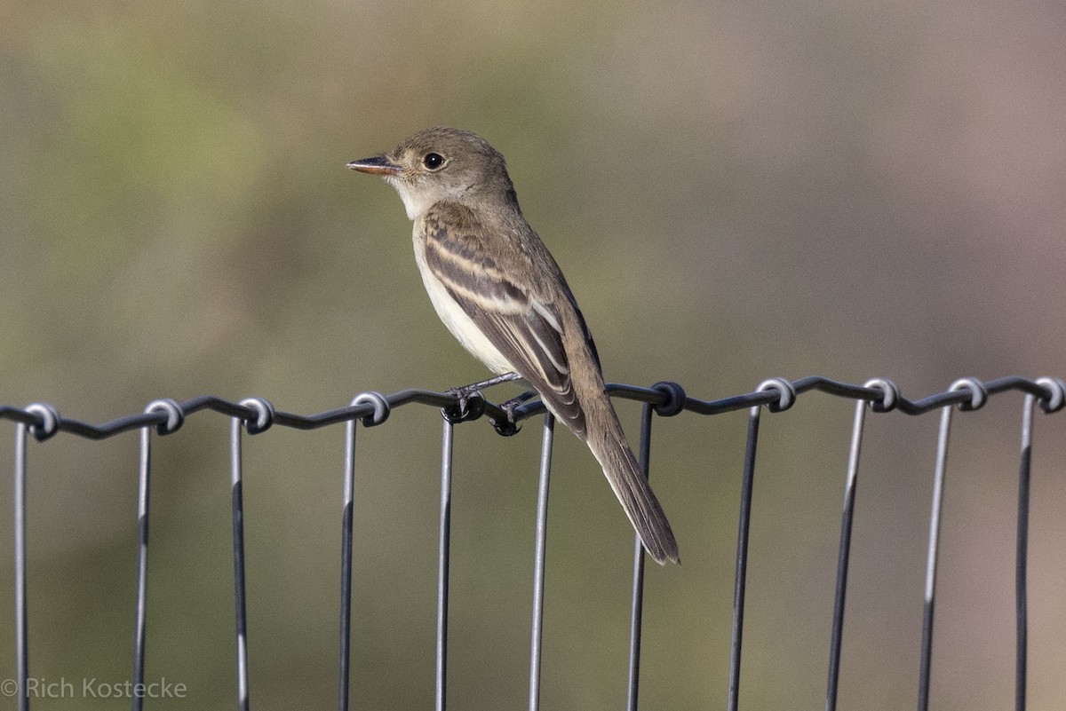 Willow Flycatcher - ML607015021