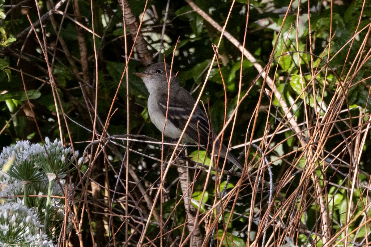 Willow Flycatcher - ML607015031