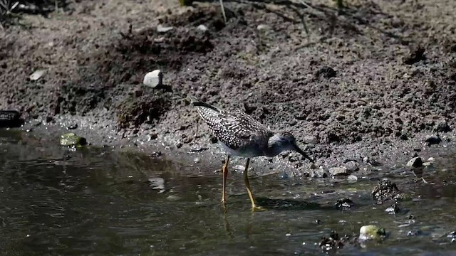 Lesser Yellowlegs - ML607015231