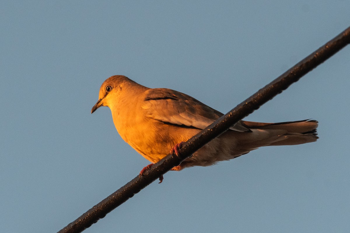 Picui Ground Dove - ML607015241