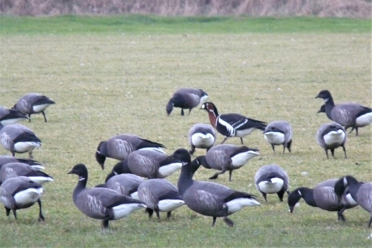 Red-breasted Goose - ML607015451