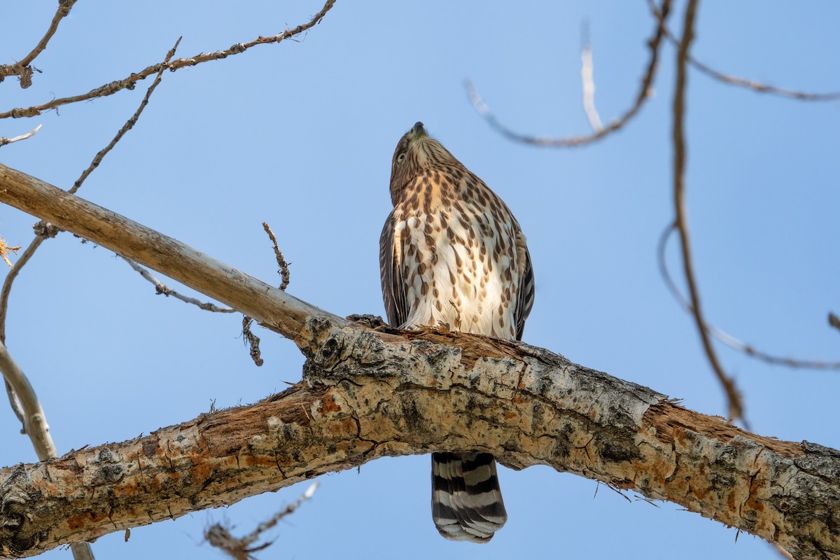 Cooper's Hawk - ML607015771