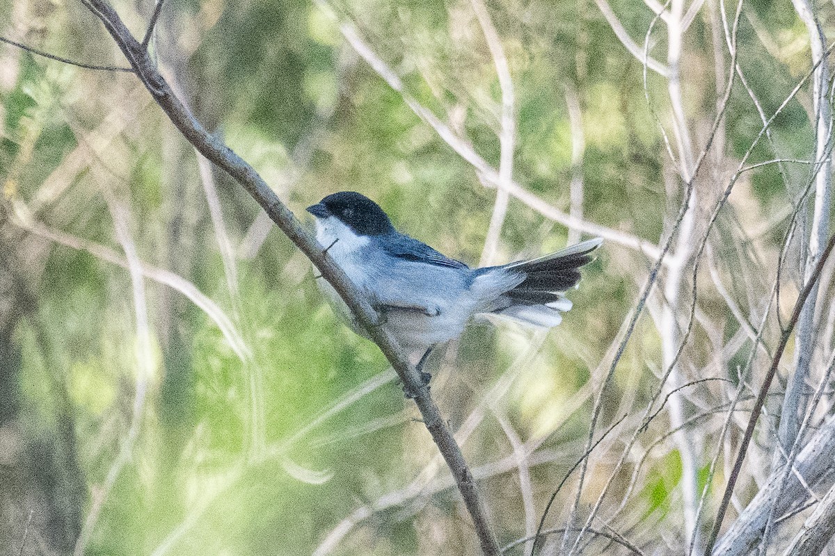 Black-capped Warbling Finch - ML607016731