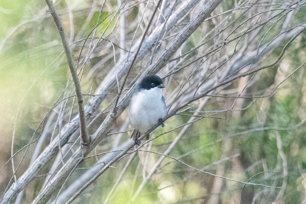 Black-capped Warbling Finch - ML607016741
