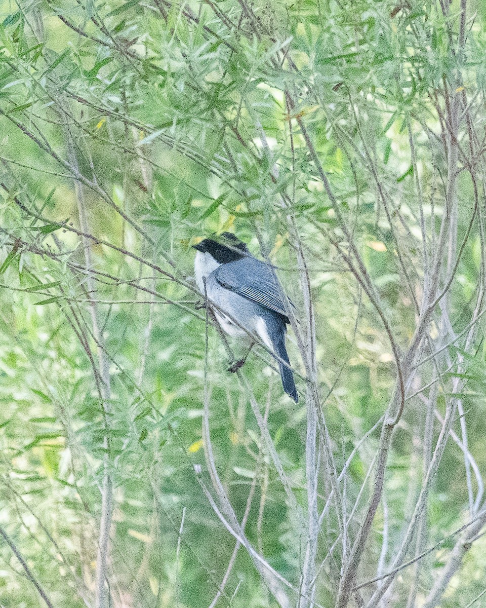 Black-capped Warbling Finch - ML607016761