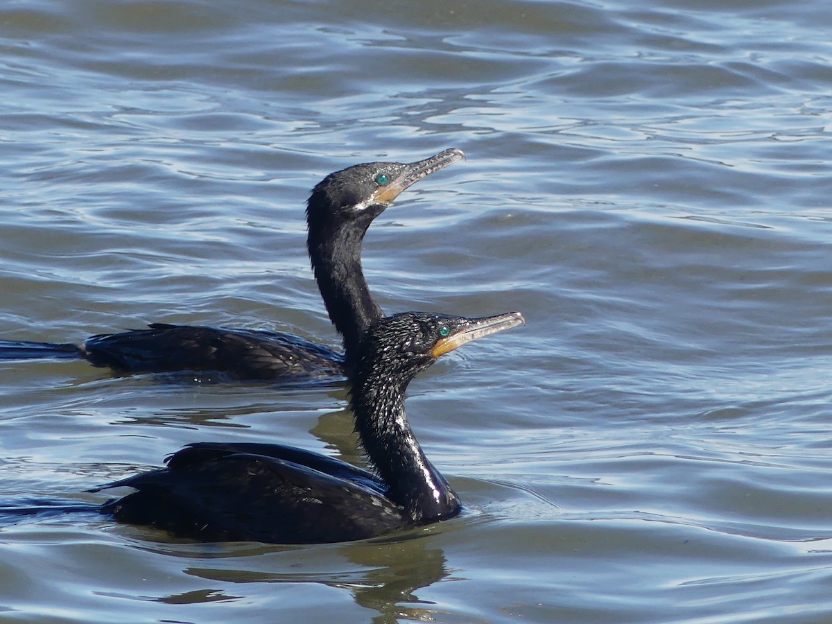 Neotropic Cormorant - Fernando Vilariño