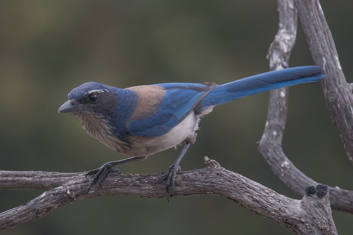 California Scrub-Jay - Nancy Christensen