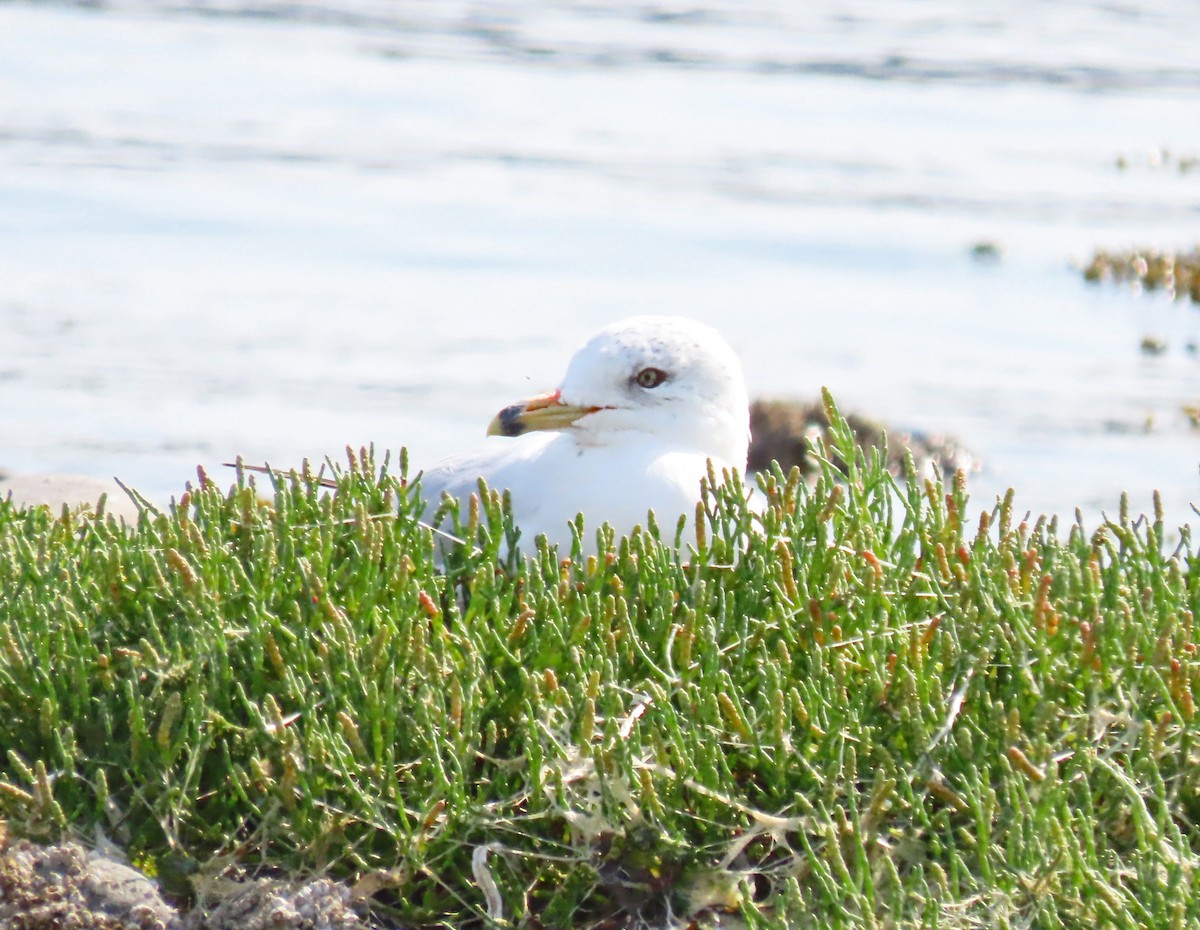 Ring-billed Gull - ML607018421