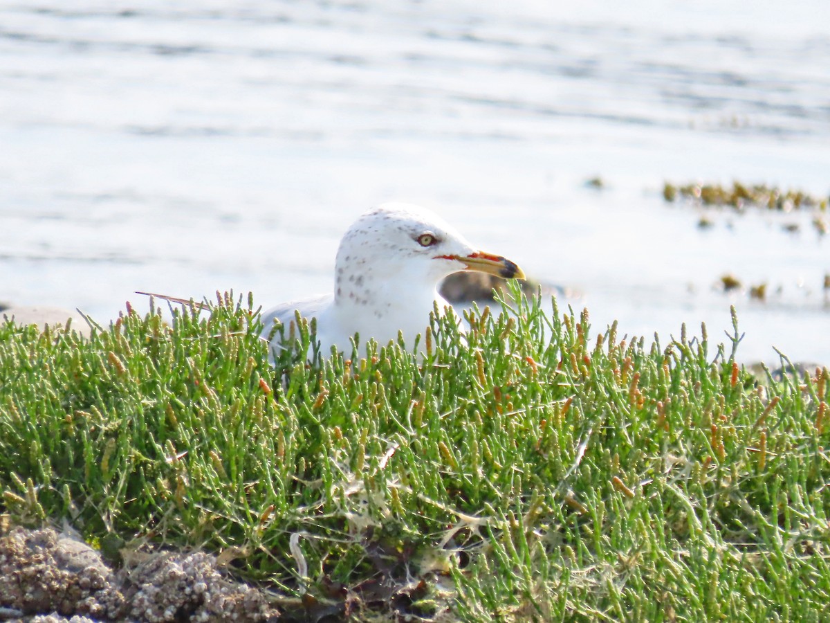 Ring-billed Gull - ML607018431