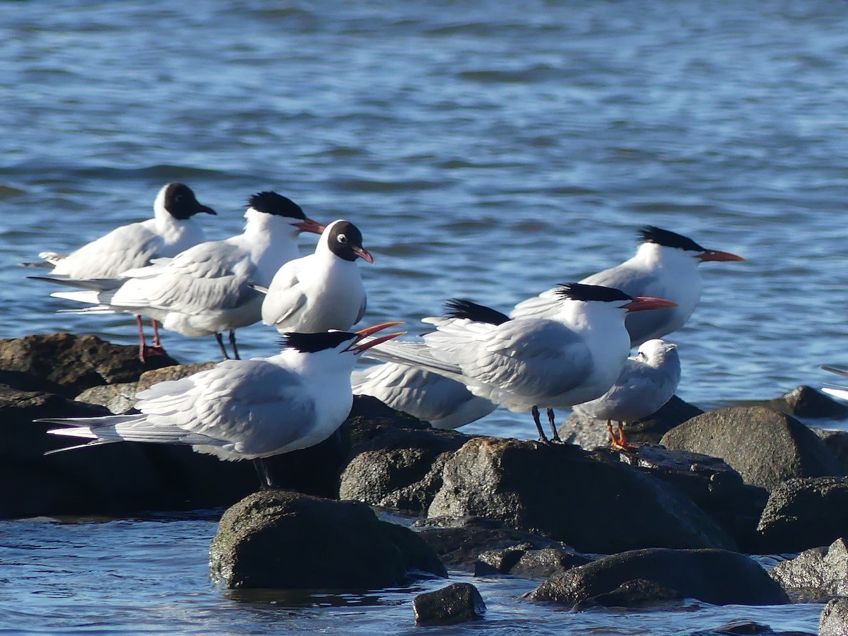 Royal Tern - ML607019111