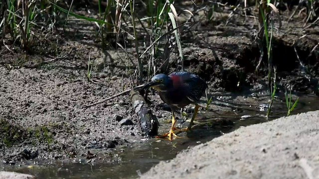 Green Heron - ML607019421