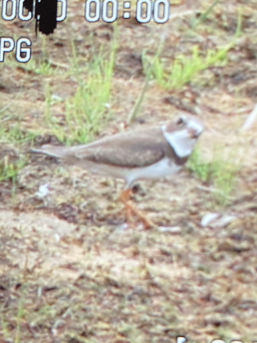 Semipalmated Plover - ML607019881