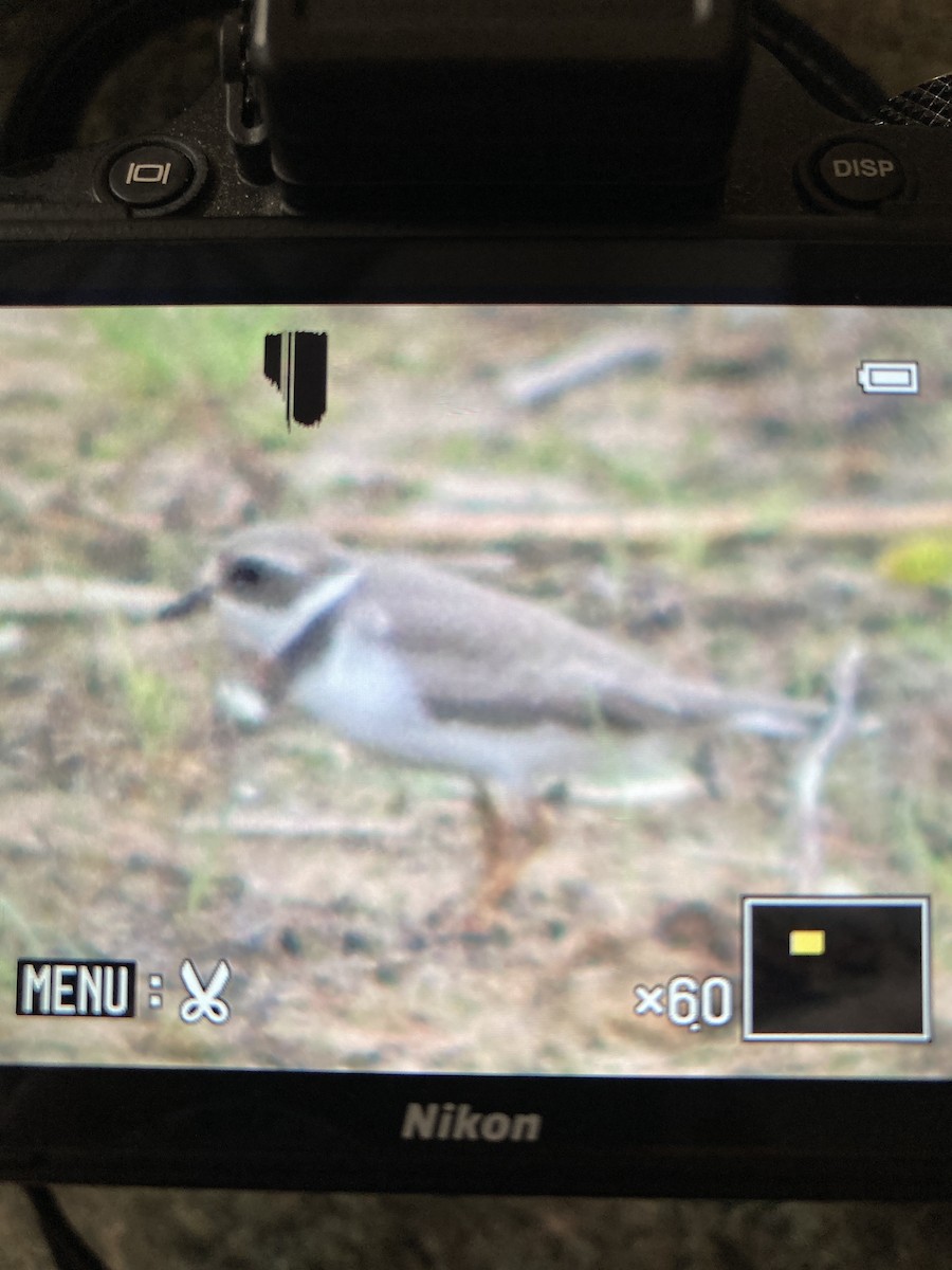 Semipalmated Plover - ML607019891