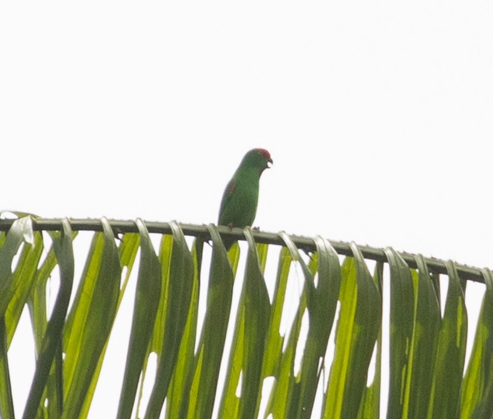 Moluccan Hanging-Parrot - Lindy Fung