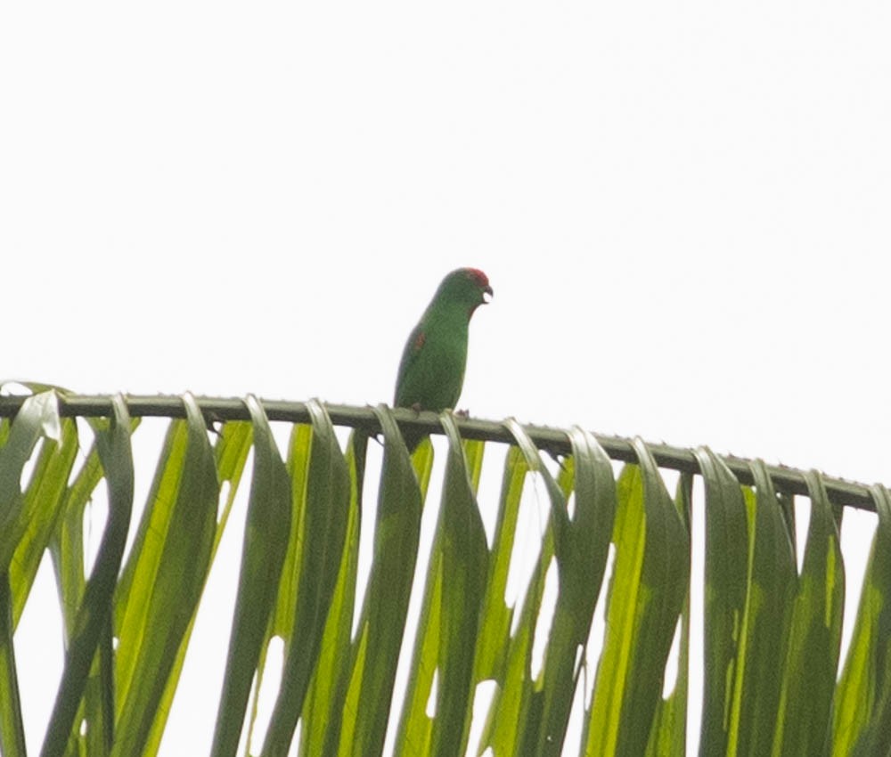 Moluccan Hanging-Parrot - ML607020361