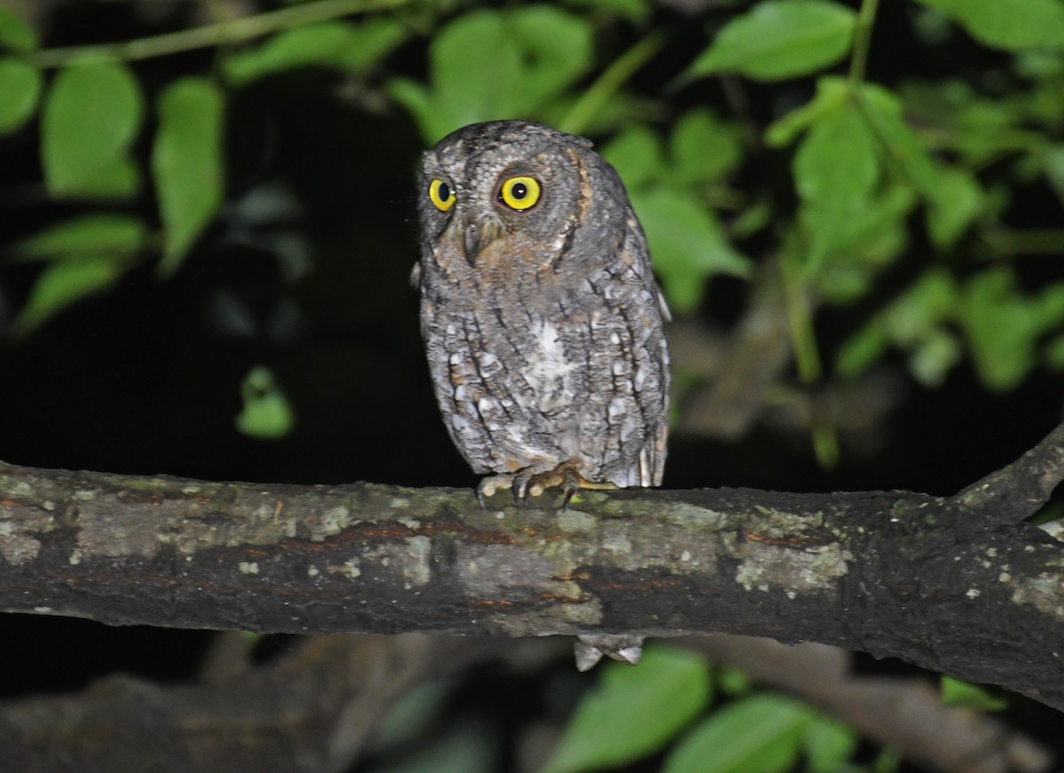 Oriental Scops-Owl - ML607020501