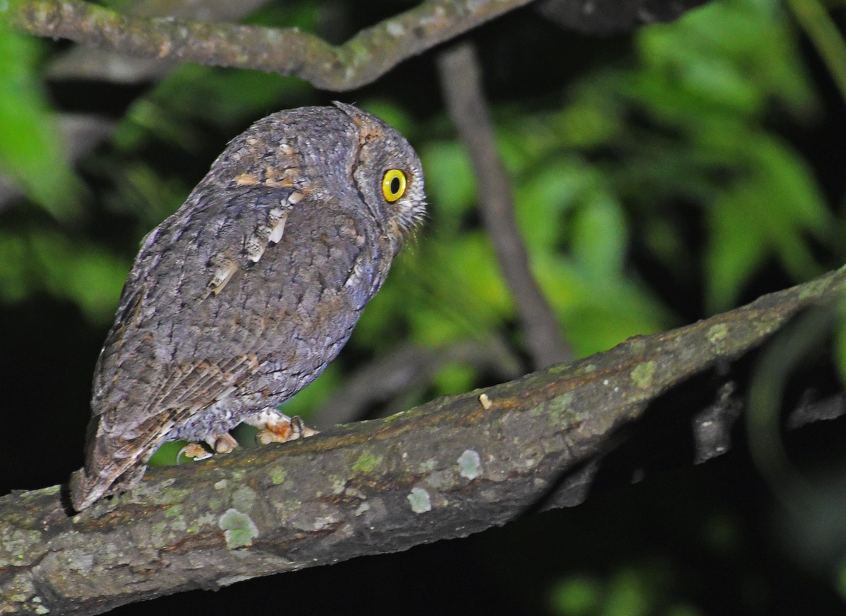 Oriental Scops-Owl - ML607020511