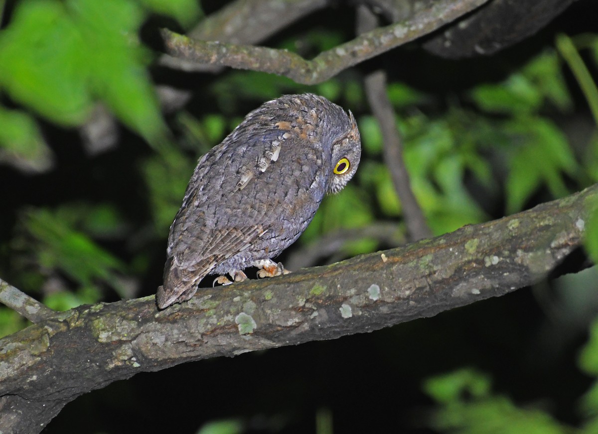 Oriental Scops-Owl - ML607020521