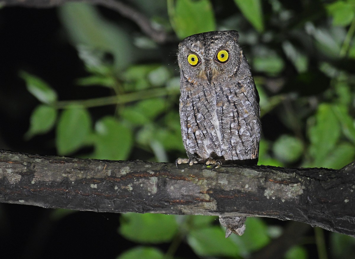 Oriental Scops-Owl - ML607020541