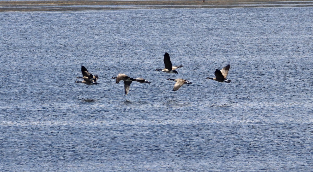 Canada Goose - ML607020571