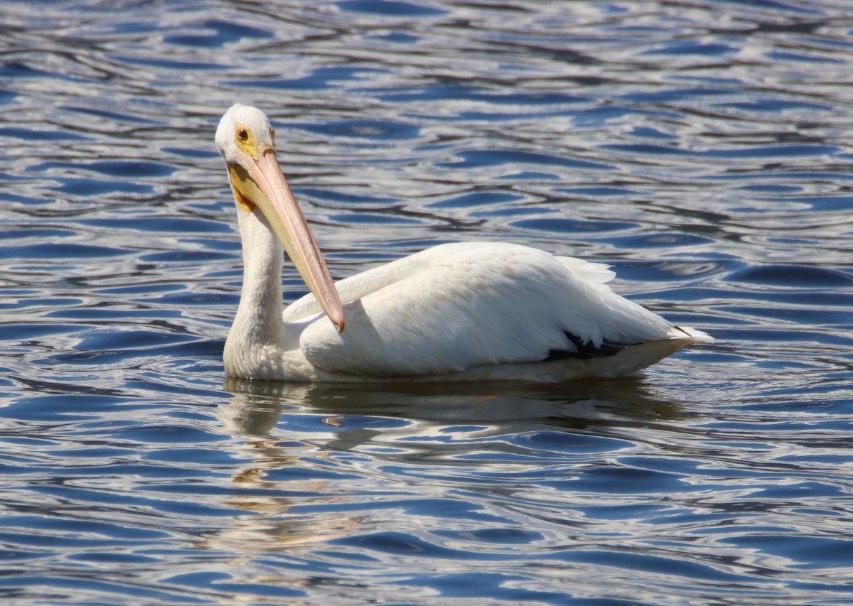 American White Pelican - Butch Carter