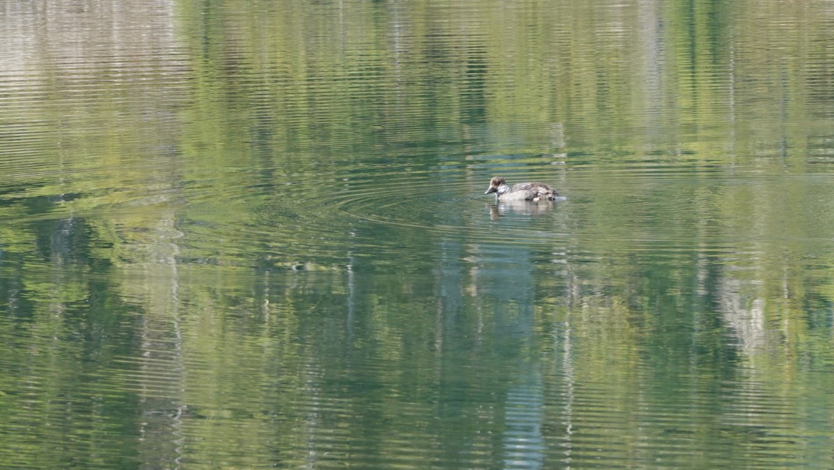 anatidé sp. (canard sp.) - ML607021141