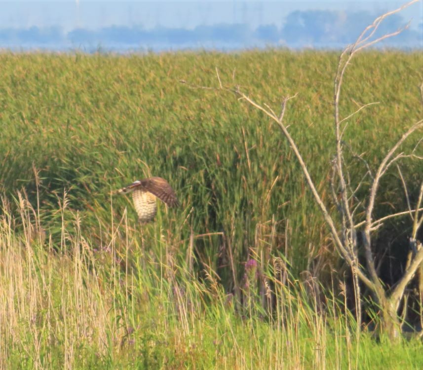 Northern Harrier - ML607021241