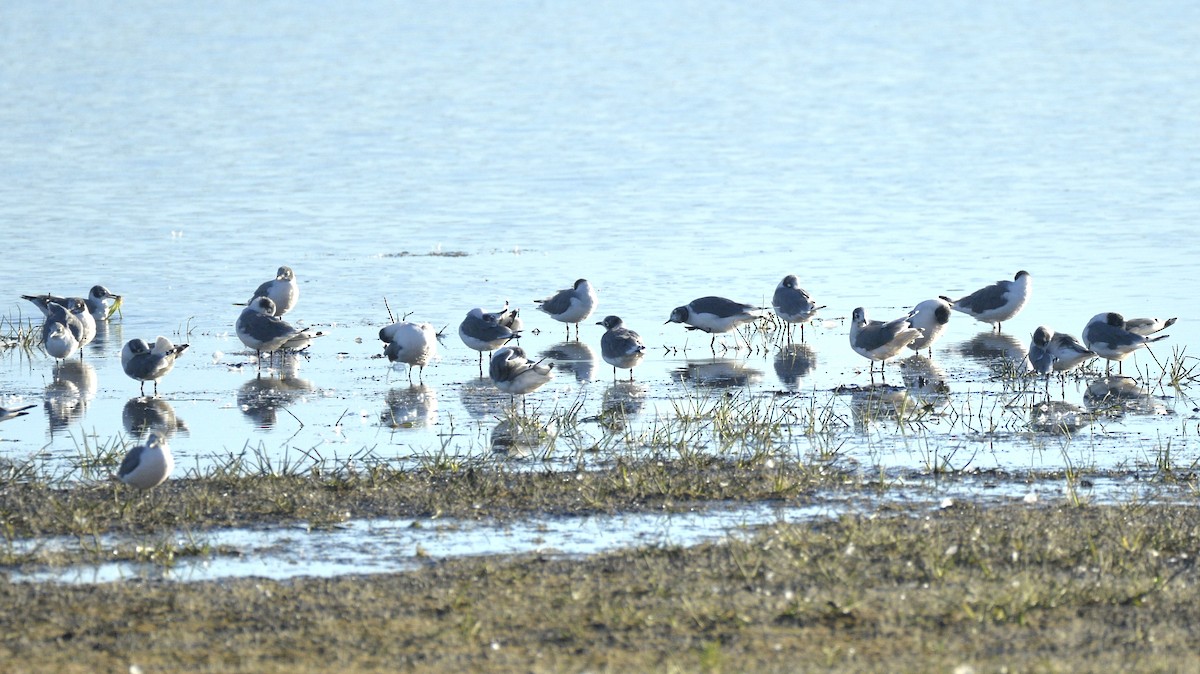 Franklin's Gull - ML607021441