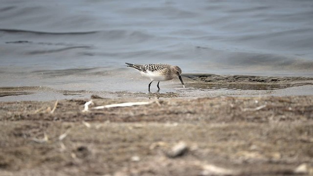 Baird's Sandpiper - ML607021721