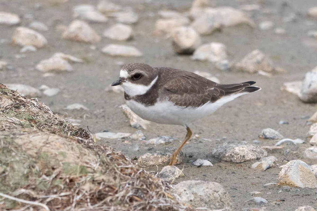 Semipalmated Plover - Peter North