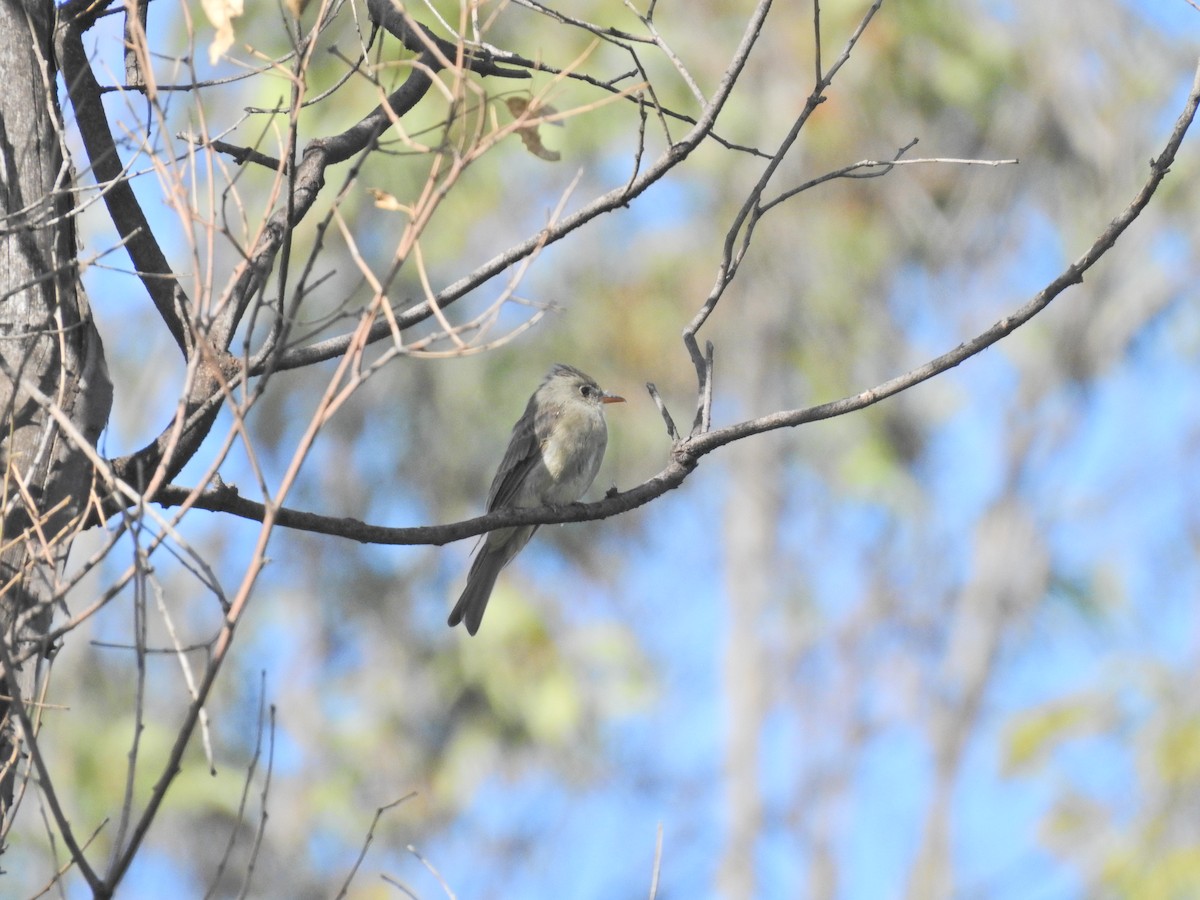 Greater Pewee - ML607022951