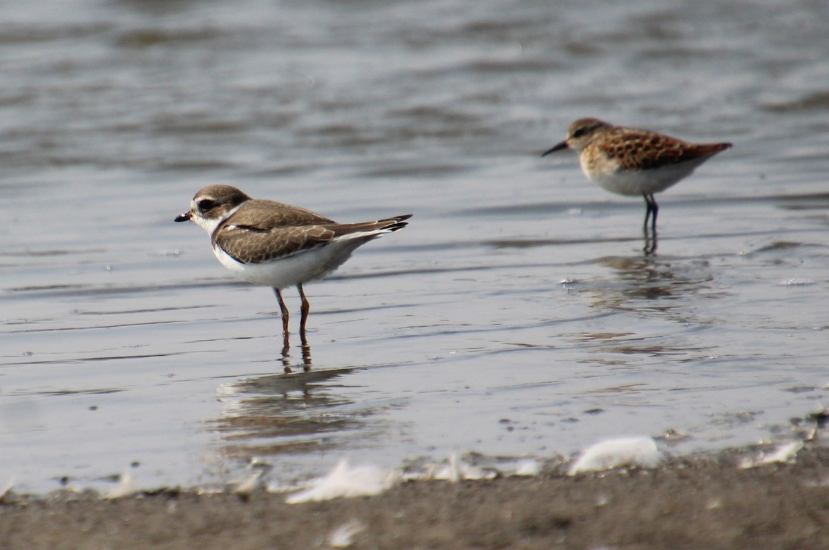 Semipalmated Plover - ML607025771